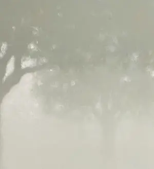 Tobias Spierenburg - Boom in de mist kopen? Bied vanaf 650!