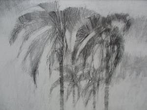 Ab Jongmans - Vier palmen kopen? Bied vanaf 50!