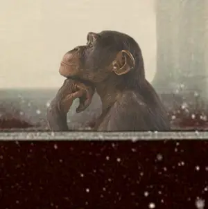 Mr. Strange - To Be or not to Be II kopen? Bied vanaf 85!