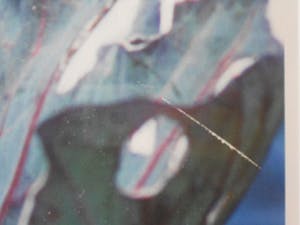 Robert Wevers - De kool, het mes en de hand kopen? Bied vanaf 125!