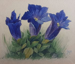 Jan Voerman (jr.) - Bloemen in gras kopen? Bied vanaf 50!