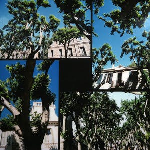 Paul Huf - C-Print, Bomen - Ingelijst (Groot) kopen? Bied vanaf 1!