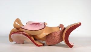 Merijn Bolink - Beschilderd polyester, The Pentasexual System (incl. gesigneerd boek) kopen? Bied vanaf 50!