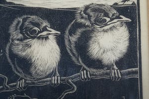 Jan Christiaan Maas - twee jonge vogels kopen? Bied vanaf 20!