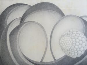 Sjaak Mous - Mysterie van de bevruchting | unieke potloodtekening (1974) - ingelijst kopen? Bied vanaf 17!