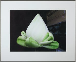 Mark Verdoes - Foto, Buddha love offerlotus - Ingelijst kopen? Bied vanaf 1!