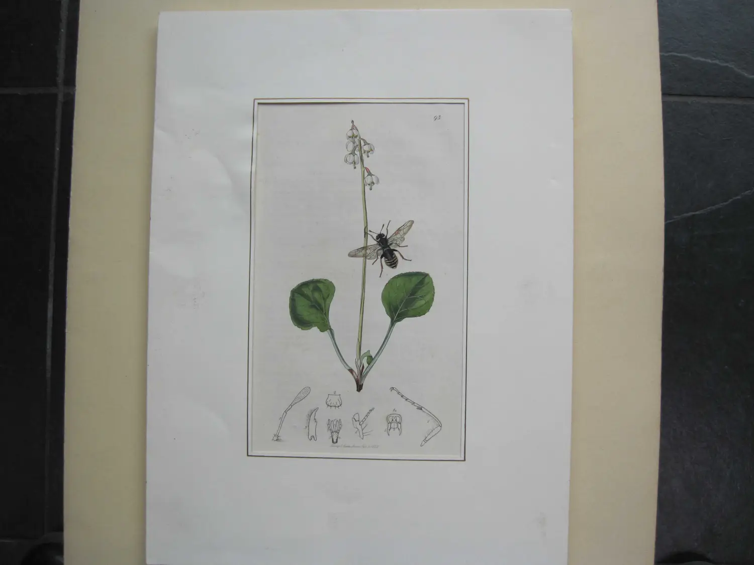 John Curtis (1791-1862)