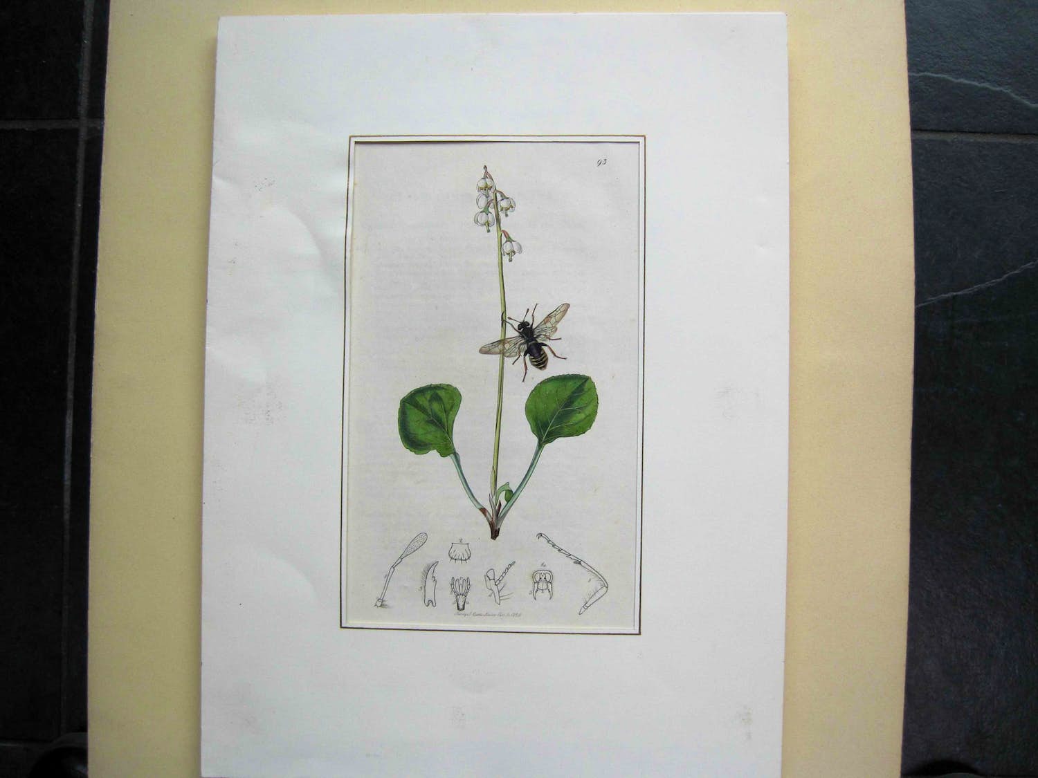 John Curtis - "Yellow-margined Sawfly" verkocht voor € 1!