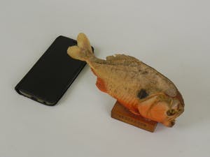 Curiosa - Piranha uit Venezuela kopen? Bied vanaf 1!