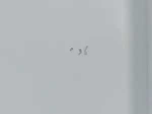 Armando - Der Zaun kopen? Bied vanaf 975!