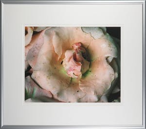 Bert Houweling - Fotoprint, Roos 30 - Ingelijst kopen? Bied vanaf 20!