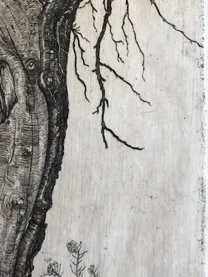 Pieter Dupont - Knotwilg kopen? Bied vanaf 50!