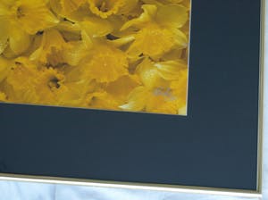 Paul Huf - Foto , Flowers : Gele Narcissen – gesigneerd & ingelijst - 1984 kopen? Bied vanaf 1!