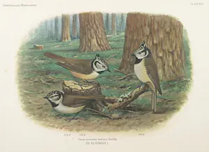 Eduard Daniël van Oort - Chromolitho, Lot van vier voorstellingen uit 'De Vogels van Nederland' kopen? Bied vanaf 1!