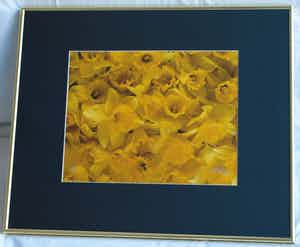 Paul Huf - Foto , Flowers , Bloemen – gesigneerd & ingelijst - 1984 verkocht voor € 75!