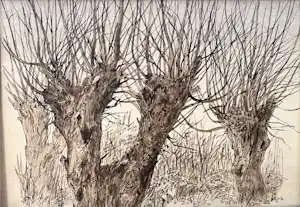Otto Dicke - Knotwilgen, grote gewassen inkttekening verkauft für € 200!