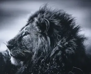 Laurent Baheux - Fotografie / perspex, Strong and sweet lion, Tanzania 2015 - Ingelijst kopen? Bied vanaf 250!