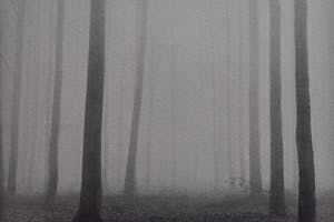 Ralph Janowski - Bomen kopen? Bied vanaf 1!