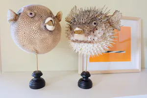 Niet of onleesbaar gesigneerd - Parelhoen kogelvis ("Golden Puffer") // Kogelvis // Op sokkel kopen? Bied vanaf 1!