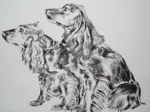 Andre Tigchelaar - Spaniels kopen? Bied vanaf 20!