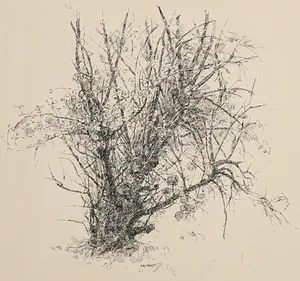 Ery Brusse - Pentekening, Struik kopen? Bied vanaf 1!