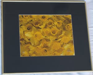 Paul Huf - Foto , Flowers : Gele Narcissen – gesigneerd & ingelijst - 1984 kopen? Bied vanaf 1!