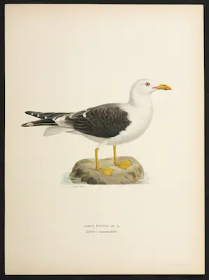 Wilhelm von Wright - Litho, Larus Fuscus, uit Svenska foglar (...) kopen? Bied vanaf 1!