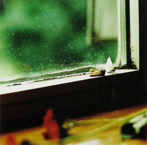 Brigitte de Langen - Foto, Square moths - Ingelijst kopen? Bied vanaf 10!