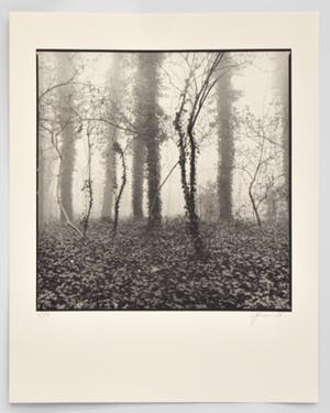 Ralph Janowski - Trees kopen? Bied vanaf 1!