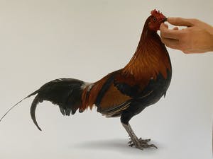Koen Vanmechelen - Feeding Chicken kopen? Bied vanaf 400!