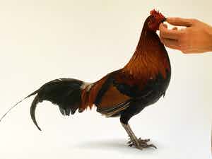 Koen Vanmechelen - Feeding Chicken verkocht voor € 400!