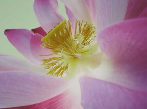 Mark Verdoes - Giclee, Buddhalove - Lotus Hart kopen? Bied vanaf 1!