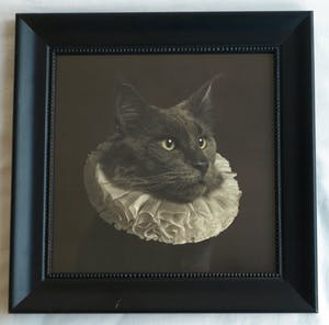 Marie Cecile Thijs - Ingelijste foto uit de serie 'White Collar', Cat with White Collar IV - 2013 kopen? Bied vanaf 1500!