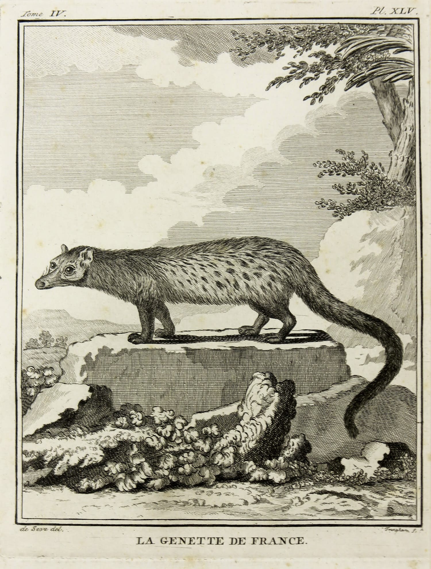 William Tringham - Gravure naar Jacques de Sève , La genette de France kopen? Bied vanaf 1!