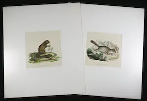 Thomas Landseer - en I.C. Bock - Twee handgekleurde etsen van eekhoorns kopen? Bied vanaf 1!