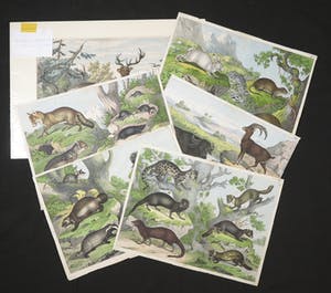 Curiosa - Lot van 6 handgekleurde gravures met dierenvoorstellingen uit oude atlas kopen? Bied vanaf 1!