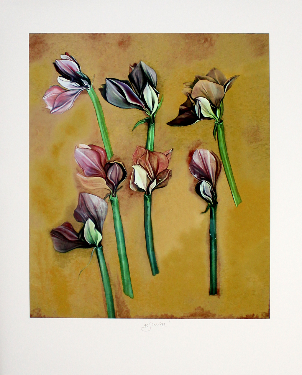 Bruno Bruni - Kleurenzeefdruk AMARYLLIS Handgesigneerd verkocht voor € 65!