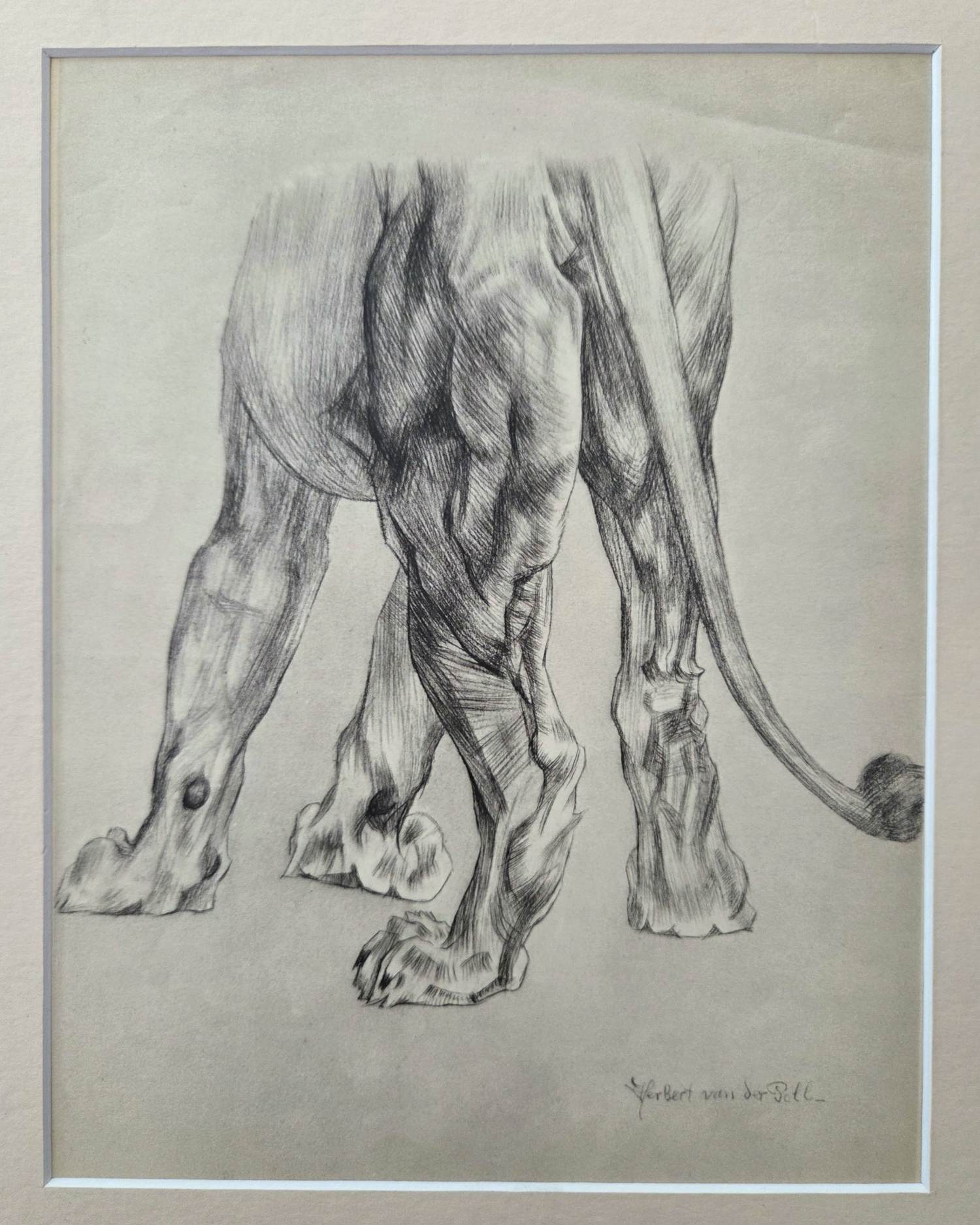 Herbert van der Poll - Leeuw. Litho. kopen? Bied vanaf 44!