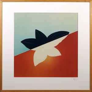 Jean Ruiter - Foto, Haemaria discolor dawsomniana - Ingelijst verkocht voor € 35!