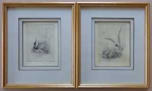 Maarten Langbroek - LOT 2 STUKS / KIEVIT + KAPMEEUW / ZW-W ETS / 26x22cm / KADER / SIG kopen? Bied vanaf 45!