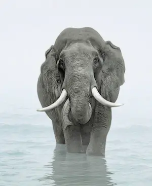 Mr. Strange - Babar op Zanzibar kopen? Bied vanaf 80!