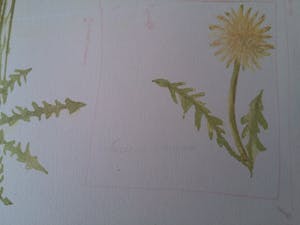 Minno Banning - Minno Banning - Kleuren litho - Parnassia Paulustris kopen? Bied vanaf 20!