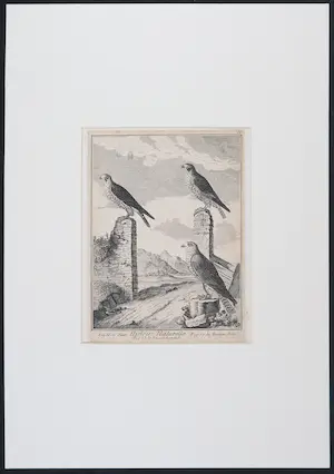 Jacques de Sève - (toegeschreven aan) Lot van tweekopergravures uit het Historie Naturelle (...) kopen? Bied vanaf 20!