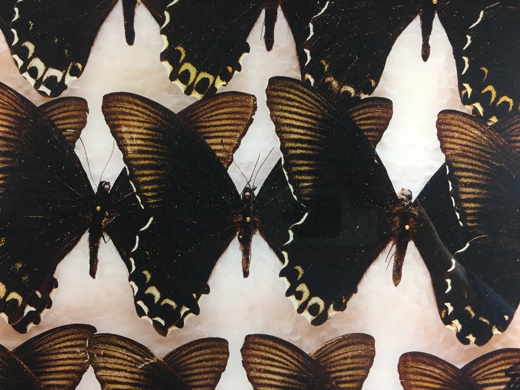 Paul Huf - Paul Huf, foto, 'Indo-Australian Papilionidae', 1984 kopen? Bied vanaf 649!