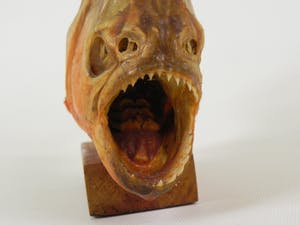 Curiosa - Piranha uit Venezuela kopen? Bied vanaf 1!