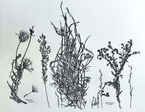 Simon Koene - Planten, ets verkocht voor € 50!