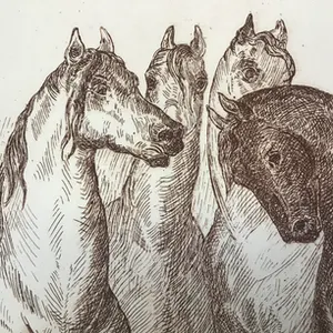 Noël Matthijs - 4 paarden kopen? Bied vanaf 1!