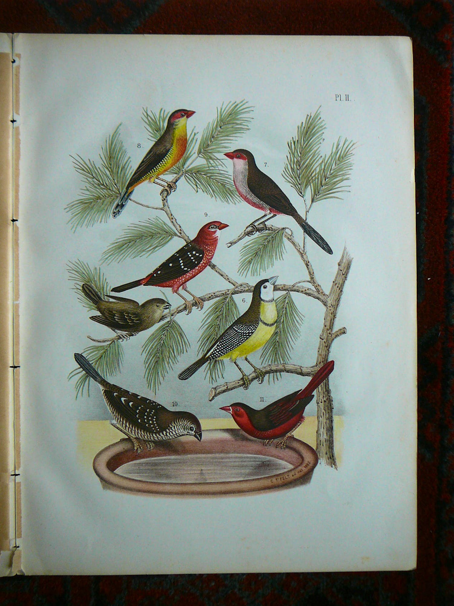 Jean Bungartz - 2 x De Vogelwereld A Nuyens kopen? Bied vanaf 25!