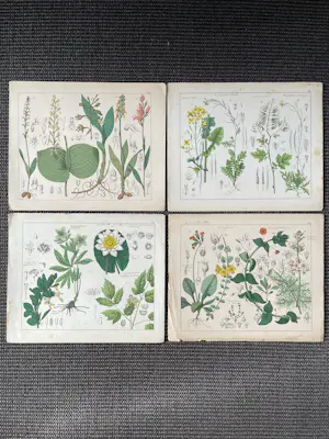 Corneille Antoine Jean Abram Oudemans - Flora van Nederland kopen? Bied vanaf 200!