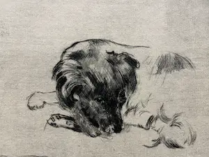 Theo Beerendonk - ZT- Hond kopen? Bied vanaf 40!